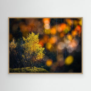 Gyllene ögonblick i Änggårdsbergen - CANVAS