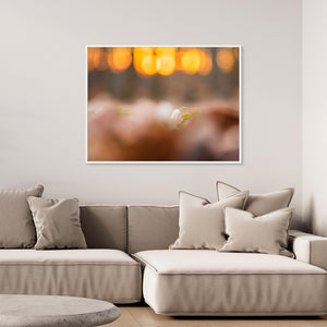 Vitsippa i solnedgång – Rådasjöns naturreservat | Canvas