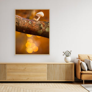 Liten svamp i höstljus – Rådasjöns naturreservat | Canvas