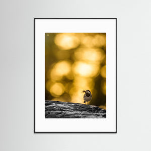 Sädesärla i motljus vid Klingforsen