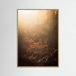 Göteborg – Ljus i Änggårdsbergens skog | Fine Art Print