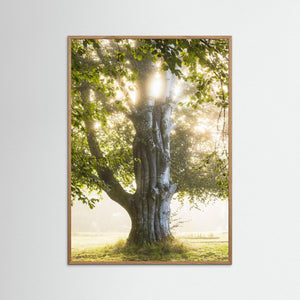 Morgonljus i Nääs slottspark – Lerums kommun | Fine Art Print