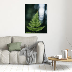 Ormbunke i Herkulesskogen - CANVAS