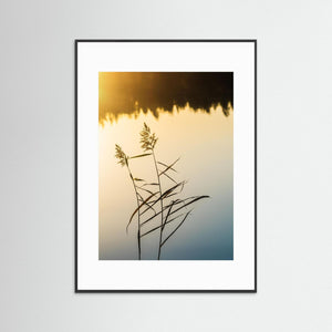Stora Hassungaredssjön Mölndal – Vass i Gyllene Ljus | Fine Art Print