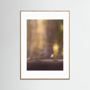Vitsippa i kvällsljus – Sillvik naturreservat Hisingen | Fine Art Print
