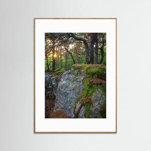 Särö Västerskog – gammelskog och kvällsljus i Kungsbacka | Fine Art Print