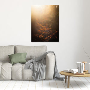 Göteborg – Ljus i Änggårdsbergens skog | Canvas