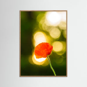 Vallmo i kvällsljus – Gunnebo Slott Mölndal | Fine Art Print