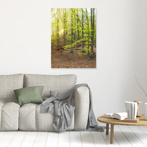 Bokskog i Rådasjöns naturreservat – Härryda | Canvas