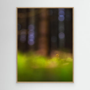 Mossa i Herkulesskogen – Naturfoto från Mölndal | Canvas