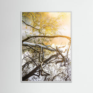 Höstmorgon vid Ståloppet – dimma och höstfärger vid Mölndalsån | Fine Art Print 