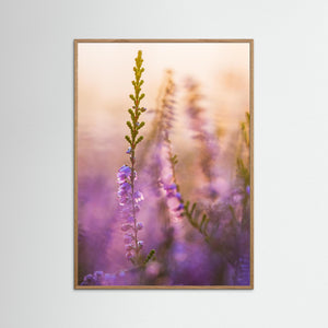 Blommande ljung vid Stora Vette – Hisingen, Göteborg | Fine Art Print