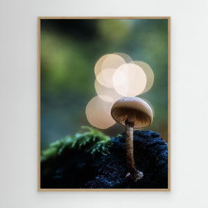 Skogens små världar – Ramberget, Hisingen | Canvas