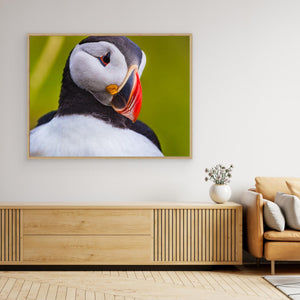 Lunnefågel – Porträtt från Runde - CANVAS