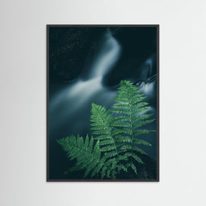 Ormbunkar vid skogsbäck – Bråtaskogen, Mölnlycke | Fine Art Print