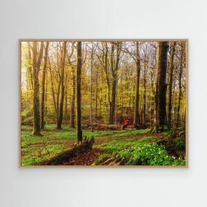 Vår i bokskogen – Rådasjöns naturreservat | Canvas