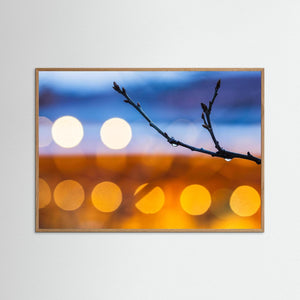 Göteborg – vattendroppar på gren i kvällsljus | Fine Art Print