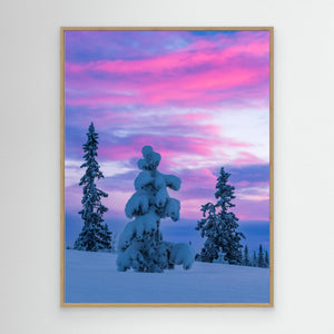 Vintermorgon i Lofsdalsfjällen – Snötyngda granar i rosa gryningsljus | Canvas