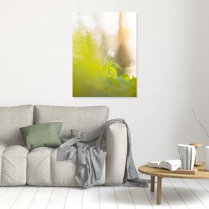 Vitsippa i mjukt ljus – Ellesbo Hisingen | Canvas