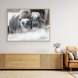 Myskoxar i snöstorm - CANVAS