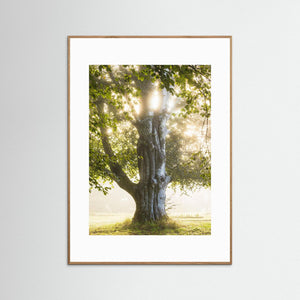 Morgonljus i Nääs slottspark – Lerums kommun | Fine Art Print