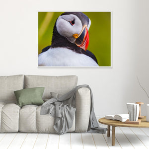 Lunnefågel – Porträtt från Runde - CANVAS
