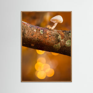 Liten svamp i höstljus – Rådasjöns naturreservat | Fine Art Print