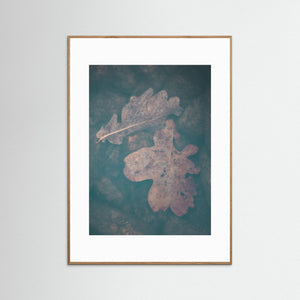 Rådasjön Härryda – Eklöv Under Vatten | Fine Art Print