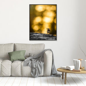 Sädesärla i motljus vid Klingforsen - CANVAS