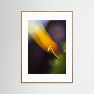 Mossasporofyt i ljus – Makrofoto från Gartinsås | Fine Art Print