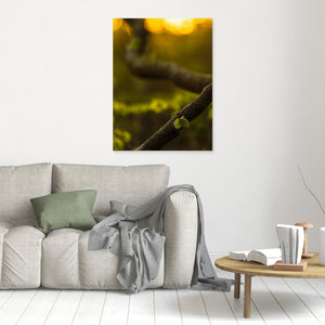 Boklöv i kvällsljus – Svejserdalen, Mölndal | Canvas