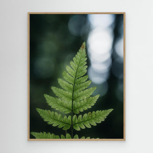 Ormbunke i Herkulesskogen - CANVAS