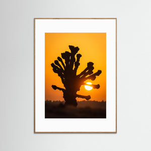 Soluppgång vid Stensjön – Hamlade lindar i Mölndal | Fine Art Print