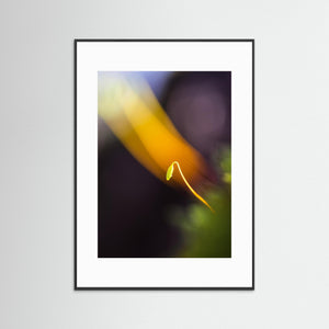 Mossasporofyt i ljus – Makrofoto från Gartinsås | Fine Art Print