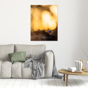 Första blåsippan – Tjolöholm Kungsbacka | Canvas