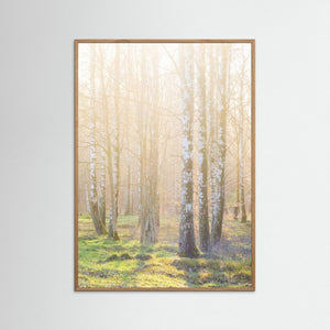 Björkskog i morgonljus – Ellesbo Hisingen | Fine Art Print