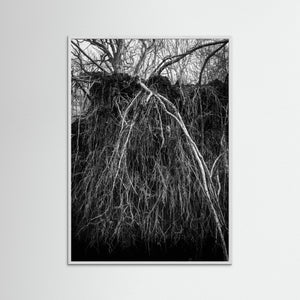 Rotvälta i Rya skog naturreservat – svartvitt naturfoto från Göteborg | Fine Art Print