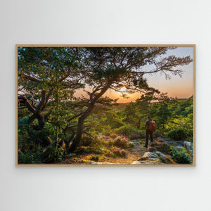 Solnedgång vid Ranebo naturskog – Svartedalen, Bohuslän | Canvas