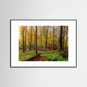 Vår i bokskogen – Rådasjöns naturreservat | Fine Art Print