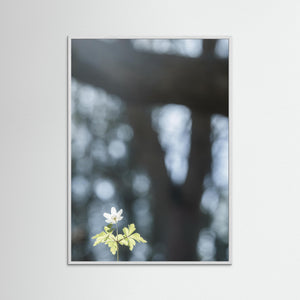 Vitsippa i vårsol – Lilla Änggården Göteborg | Fine Art Print