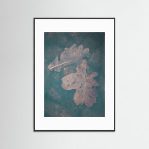 Rådasjön Härryda – Eklöv Under Vatten | Fine Art Print