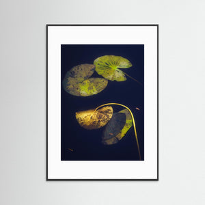 Näckrosblad i stillhet – Ecklasjön, Partille | Fine Art Print