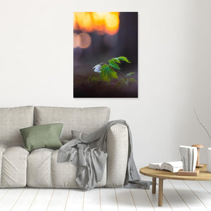Vitsippa i solnedgång - Rådasjöns naturreservat | Canvas