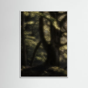 Bokskog i morgonljus – Gäddevik naturreservat | Fine Art Print