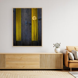 Hökälla Hisingen Göteborg – Maskros i Ljus mellan Träplankor | Canvas