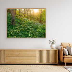 Vitsippor i Hördalen naturreservat – Vår i Kungsbacka | Canvas
