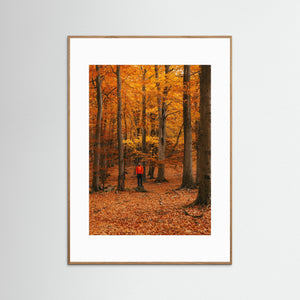 Höstfärger i bokskog – Svejserdalen Mölndal | Fine Art Print