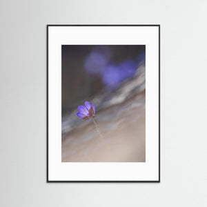 Tjolöholm naturreservat – Blåsippa i vårens ljus | Fine Art Print