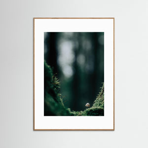 Svamp i mossig skog – Bråtaskogens naturreservat | Fine Art Print