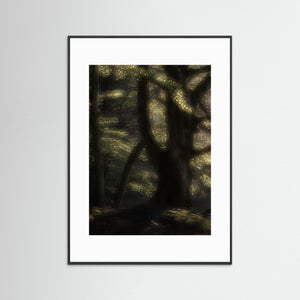 Bokskog i morgonljus – Gäddevik naturreservat | Fine Art Print